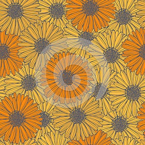 Calendula flowers. Vector seamless pattern
