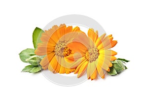 Calendula flowes