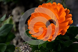 Bright orange flower. photo