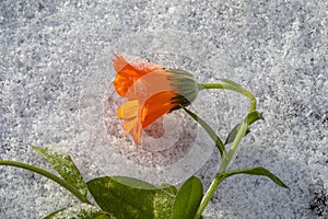 Calendula with frost on the petals on a snow background