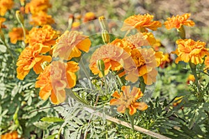 Calendula in the garden photo