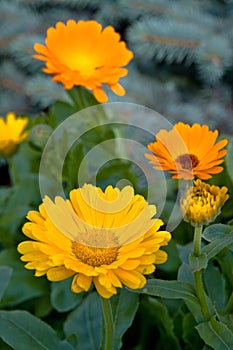 Calendula marigold flower