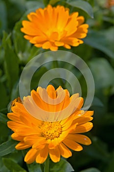 Calendula marigold flower