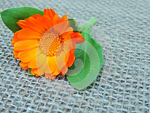 Calendula marigold flower on burlap background.