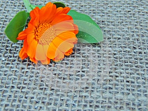 Calendula marigold flower on burlap background.