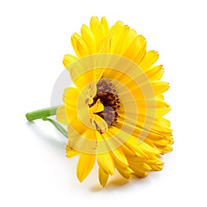 Calendula. Marigold flower isolated on white