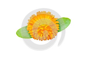 Calendula or marigold flower with leaves isolated on white. Transparent png additional format