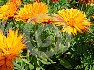 Calendula marigold flowers