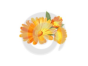 Calendula or marigold flowers and buds bunch isolated on white. Transparent png additional format