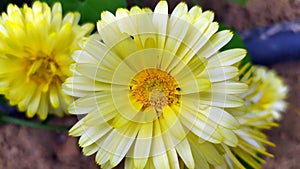 Calendula. Marigold flowers close-up. Beautiful yellow daisies grow in a flower bed in the garden