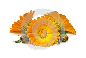 Calendula. Marigold flowers with leaves isolated on white