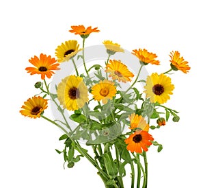 Calendula. Marigold flowers with leaves isolated on white photo