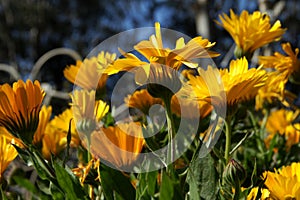 Calendula marigold flowers in Northern California