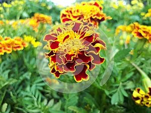 Marigold