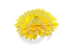 Calendula or marigold yellow flower isolated on white. Transparent png additional format