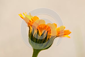 Calendula, medicinal plant with flower photo