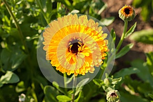 Calendula Officinal In Sunny Flower Garden.