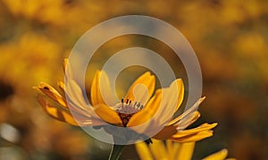 Calendula officinalis