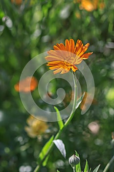 Calendula officinalis