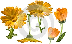 Calendula officinalis