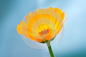 Calendula Officinalis