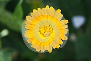 Calendula officinalis blooming in the garden.