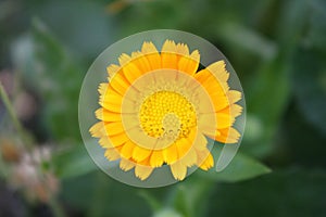 Calendula officinalis blooming in the garden.