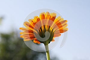 Calendula officinalis blooming in the garden.