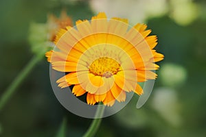 Calendula officinalis blooming in the garden.