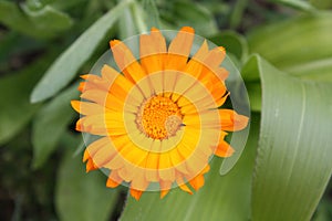 Calendula officinalis blooming in the garden.