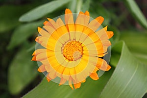 Calendula officinalis blooming in the garden.