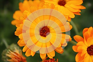 Calendula officinalis blooming in the garden.