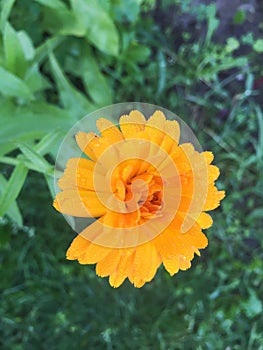 Calendula officinalis blooming in the garden.