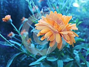 Calendula officinalis blooming in the garden.