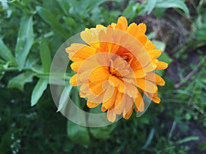 Calendula officinalis blooming in the garden.