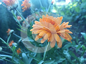 Calendula officinalis blooming in the garden.