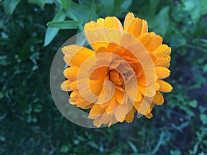 Calendula officinalis blooming in the garden.