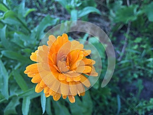 Calendula officinalis blooming in the garden.