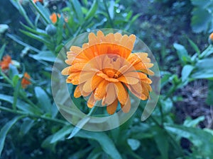 Calendula officinalis blooming in the garden.