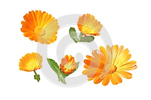 Calendula or marigold flowers and buds set isolated on white. Transparent png additional format