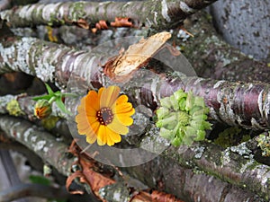 Calendula officinalis close up on the bark of a tree