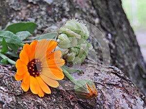 Calendula officinalis close up on the bark of a tree