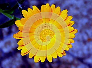 calendula officinalis photo