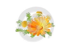 Calendula officinalis and chamaemelum nobile flowers and leaves bunch isolated on white. Transparent png additional format