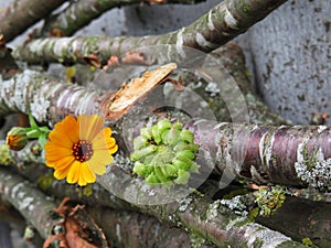 Calendula officinalis close up on the bark of a tree