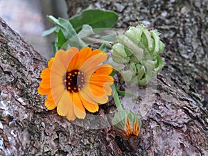 Calendula officinalis close up on the bark of a tree