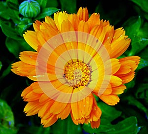 a orange flower of calendula on macro photo