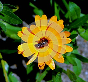 claendula officialis yellow flower with insect photo