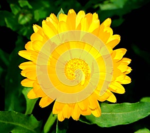 yellow flower of calÃ©ndula on a macro photo