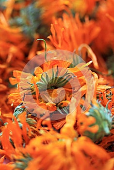 Calendula officinalis dried flowers